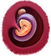 Развитие ребенка в период беременности по месяцам thumbnail