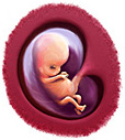 Стадии внутриутробного развития ребенка фото