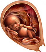 Стадии развития ребенка утробе матери фото