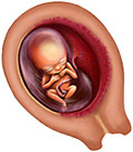 Эмбриональное развитие ребенка по месяцам thumbnail