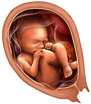 Стадия развития ребенка в утробе фото