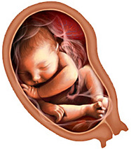 Внутриутробное развитие ребенка неделям фото thumbnail