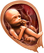Беременность развитие ребенка по месяцам фото thumbnail