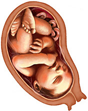 Стадия развития ребенка в утробе фото