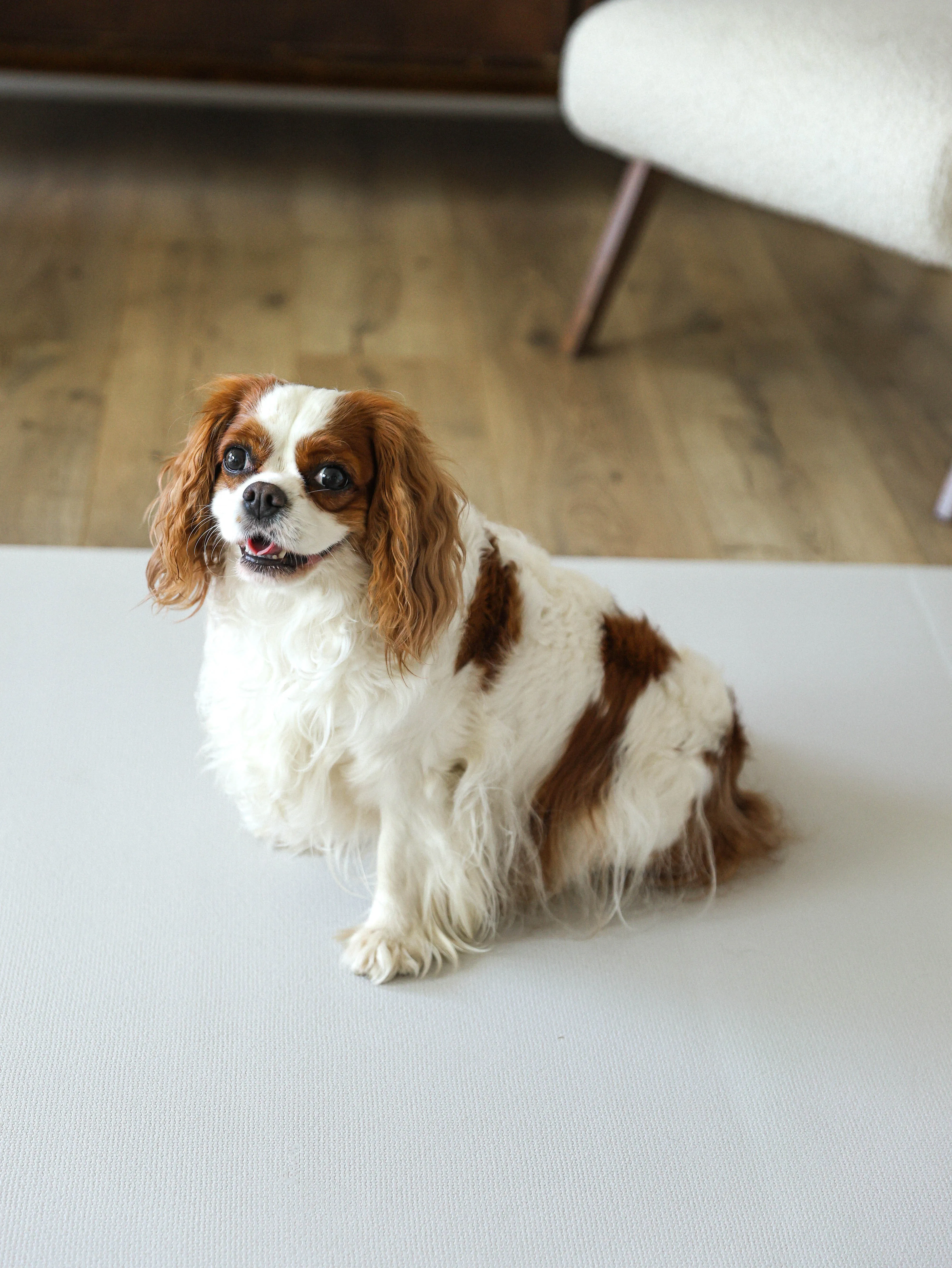 Коврик Parklon нескользящий для семей с домашними питомцами Petnoriter Rug 190х130х0.55см