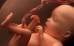 Фото Эмбриона На 1 Неделе Беременности